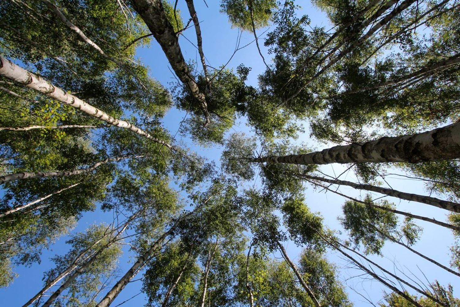 La forêt indivise de Haguenau